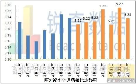 最新淘汰母猪价格