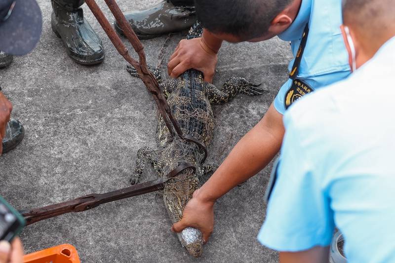 鳄鱼上街被擒拿