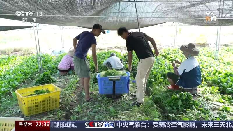 新澳门内部会员资料_四川回应菜地被插违反大气法