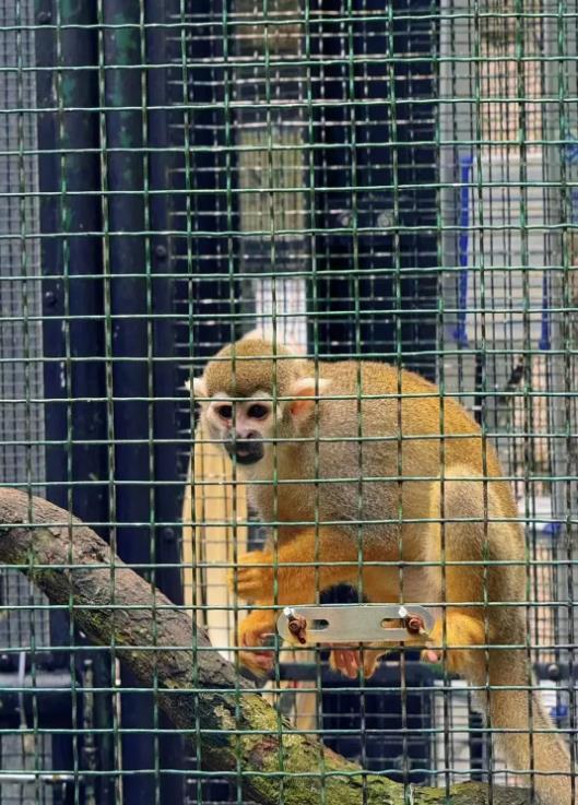 香港动植物公园猴子死亡事件