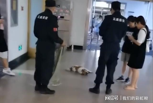 高校保安打死幼犬事件引发关注，主人发声，维权步骤指南