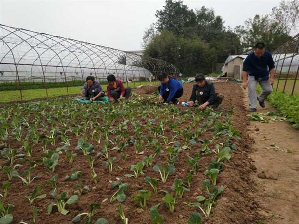 菜地被插牌禁止栽种背后的学习与自信力量，街道办的回应引发的思考