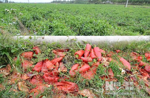 海南辣椒价格行情变化中的机遇与挑战，励志篇章启动