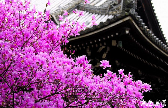 樱花校园最新版本信息，揭秘最新樱花校园版本号！