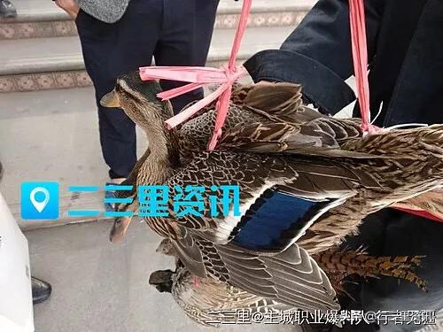 巴南区最新消息全面指南，如何获取并了解巴南区的相关资讯