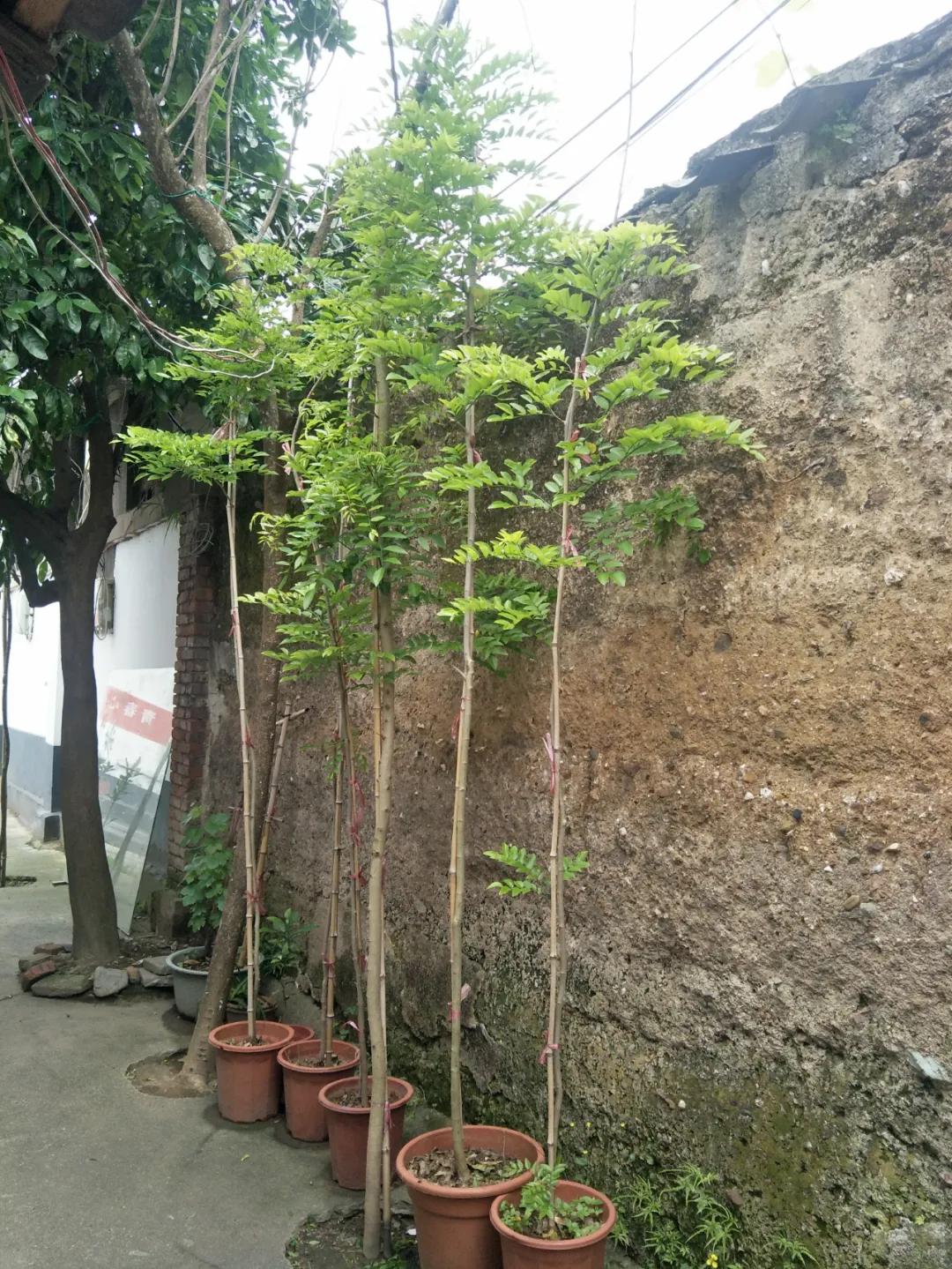 最新教师职称改革方案，探寻小巷中的教育瑰宝，深度解读教师职称改革新动向