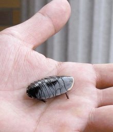 土味角虫蜕变之路，自信与成就感的魔法之旅最新更新