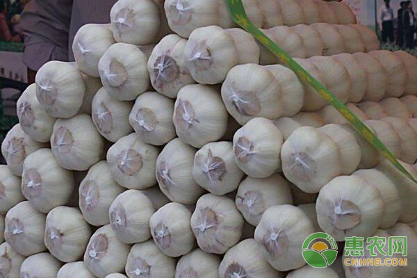 最新大蒜价格行情动态更新，大蒜市场走势分析
